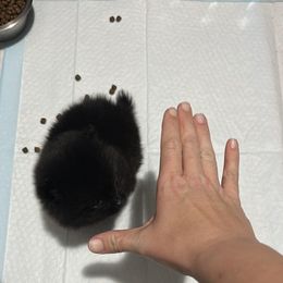 Pomeranian Puppies from A Sample Of Gods Love Kennels