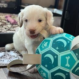 Blue Boy - Parti male Goldendoodle puppy in Lowville, New York from DM Hilltop FURfamily