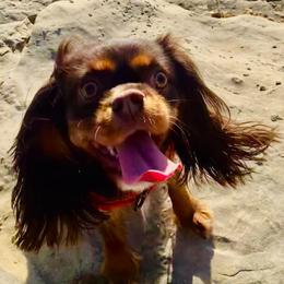 Essie - Cavalier King Charles Spaniel