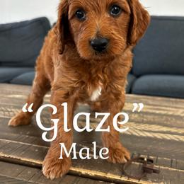 Glaze - Red  male Goldendoodle puppy in Lake City, Florida from North Florida Poodles and Doodles
