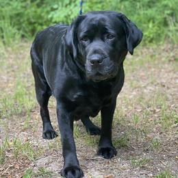 Cora - Labrador Retriever
