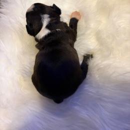 Lucy - Black and white female Boston Terrier puppy in Covington, Georgia from Tuxedo Bostons of Atlanta