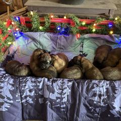 Baby boy 4 - Reddish brown male Leonberger puppy in Brandywine, Maryland from QVR Labradors, Leonbergers and Frenchies