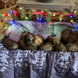 Baby boy 4 - Reddish brown male Leonberger puppy in Brandywine, Maryland from QVR Labradors, Leonbergers and Frenchies