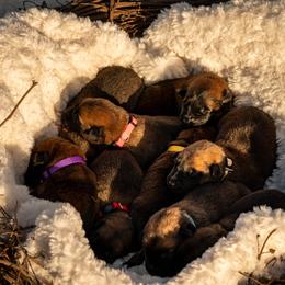 Belgian Malinois Puppies from Ak Hell Hounds