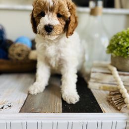 Poodle Puppies from Poodles of Tampa Bay
