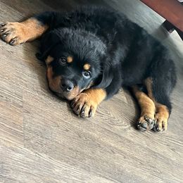 Rottweiler Puppies from HAUS OF RZA