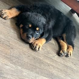 Rottweiler Puppies from HAUS OF RZA