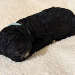Water - Black male Poodle puppy in St. Johnsbury, Vermont from Poodles of the Northern Woods