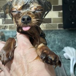 Yorkshire Terrier Puppies from Yorkie Blessings