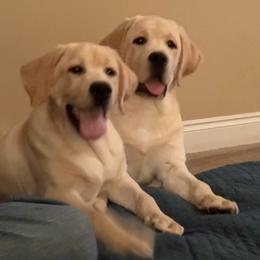 Labrador Retriever Puppies from Flashylabs AKC GRAND CHAMPION SIRED