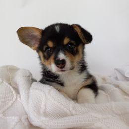Pembroke Welsh Corgi Puppies from J Coss Corgis