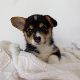 Pembroke Welsh Corgi Puppies from J Coss Corgis