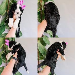 Sunflower Yellow Collar - Black and white female Sheepadoodle puppy in Republic, Missouri from DOOD & Co
