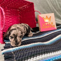 Goldendoodle Puppies from The Dood Effect