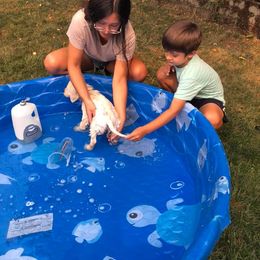 Golden Retriever Puppies from West Coast Cream Goldens