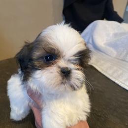 Iris - Liver and white female Shih Tzu puppy in Troy, Michigan from "Shihtzu Best Friend"