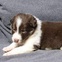 Pepsi - Red male Border Collie puppy in Richmond, Maine from Lil Maine Border Collies