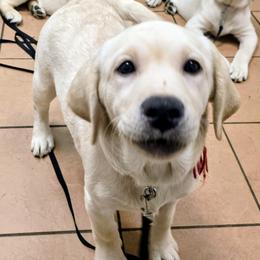 German Shepherd and Labrador Retriever Puppies from Ryanhaus Kennel