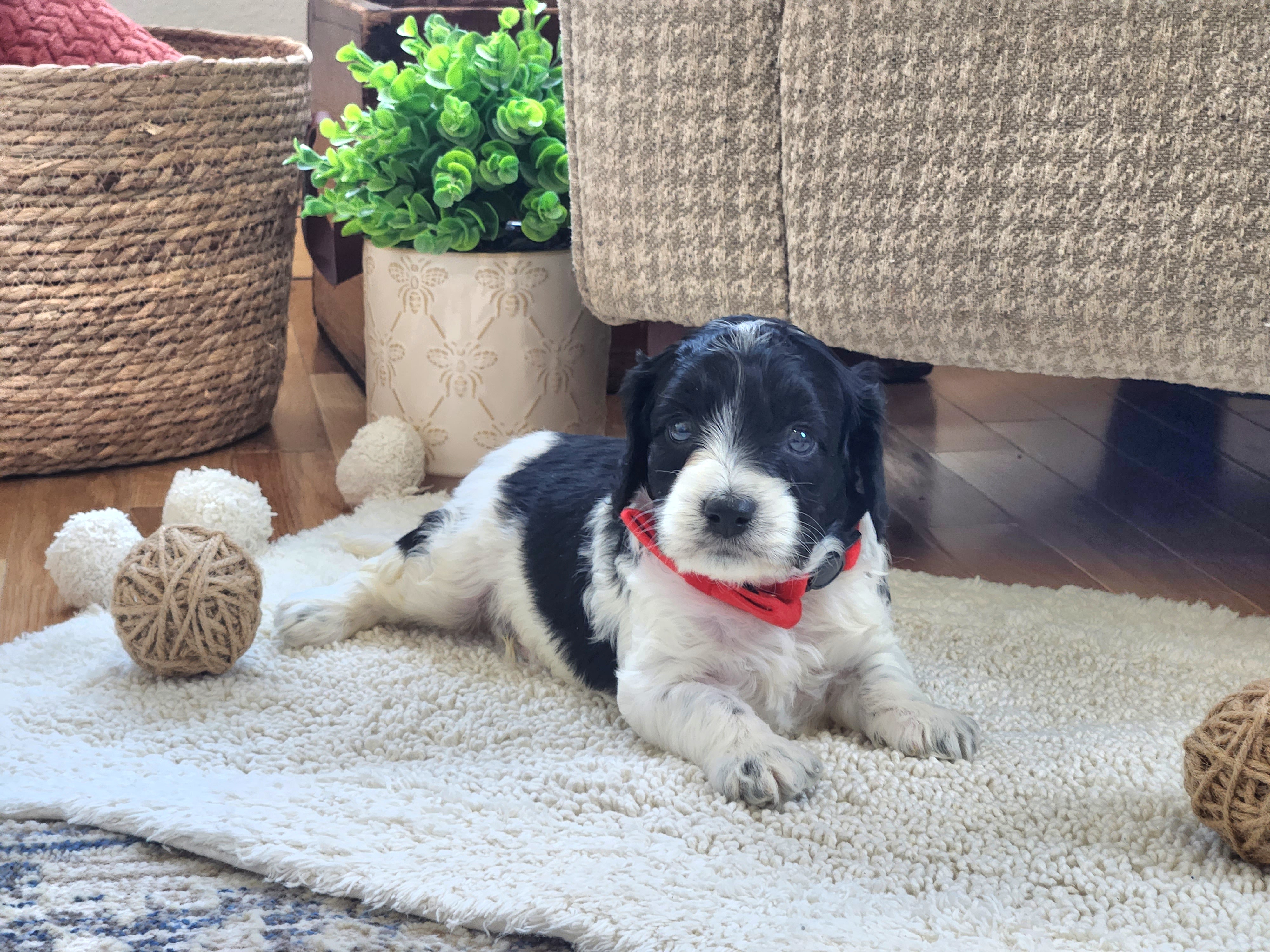 Meet Patches :) - Black and white male Cavapoo puppy in Centerville, Iowa from Barnyard Dachshunds, Dals & Doodles