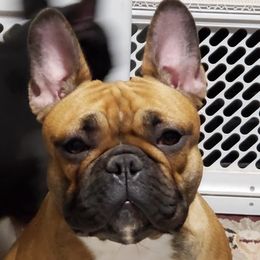 French Bulldogs from Lorie's French Bulldogs