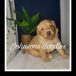 Aussiedoodle, Bernedoodle, and Goldendoodle Puppies from Johnson's Doodles