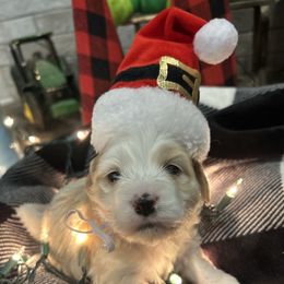 Merry - Sable and white female Cockapoo puppy in Elgin, Texas from Good Grief Doodles