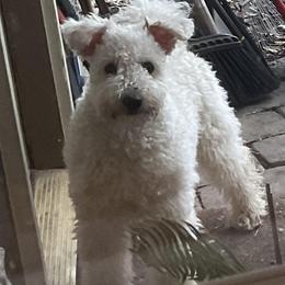 Pumi puppies from Abiqua Pumik
