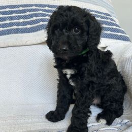 Green girl - Black female Poodle puppy in Millville, New Jersey from Michelle's Doodles