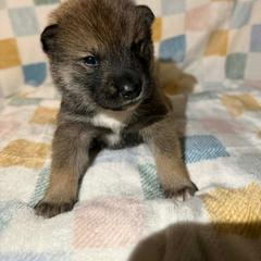 Green - Sesame male Shikoku Ken puppy in Charleston, West Virginia from Kiseki No Yama