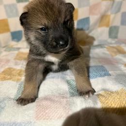 Green - Sesame male Shikoku Ken puppy in Charleston, West Virginia from Kiseki No Yama