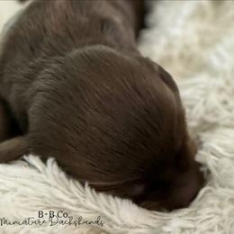 Dachshund Puppies from B+B Co Miniature Dachshunds