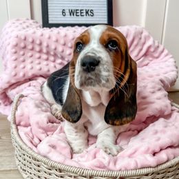 Basset Hound Puppies from Lazy Acre Basset Hounds