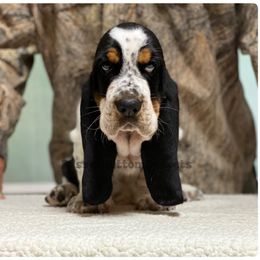 Red Star - Black white and brown male Basset Hound puppy in Procious, West Virginia from Basset Bottom Bassets