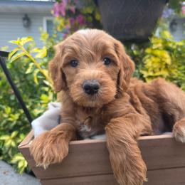 Wyoming - Red male Aussiedoodle puppy in Blackfoot, Idaho from Draper Mountain Doodles