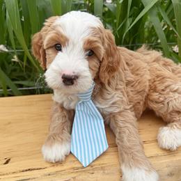 Studebaker - Apricot male Double Doodle puppy in Harrisonville, Missouri from Blessed Day Doodles