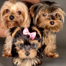 Pomeranian and Yorkshire Terrier Puppies from BC Breeders Association