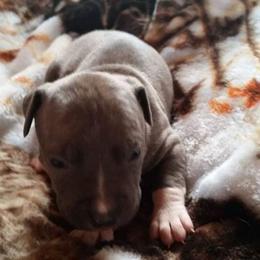 American Pit Bull Terrier Puppies from Kaotic APBTs