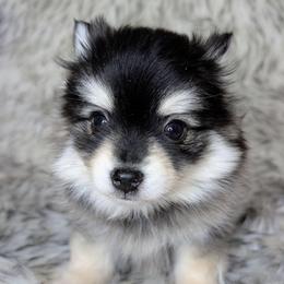 Johnny - Micro - 2200 - Black and white male Pomsky puppy in Spring Hill, Florida from www.PuppyTimeEmporium.com