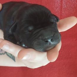 Blue collar - Black male Cane Corso puppy in Los Lunas, New Mexico from Top Gun Kennels NM