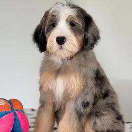 Zena - Tri-color female Bernedoodle puppy in Yuciapa, California from AlltheDoodlez_