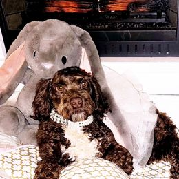 Milan - Cockapoo