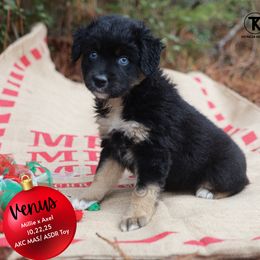 Venus-Black Tri Female - Minimal White - Black tri female Toy Australian Shepherd puppy in Nacogdoches, Texas from TK Standard, Mini, & Toy Aussies