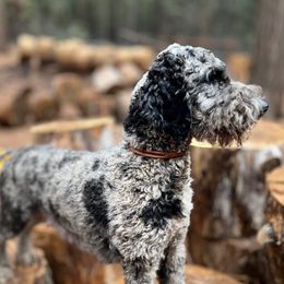 Delilah - Goldendoodle