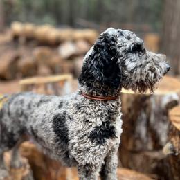 Delilah - Goldendoodle