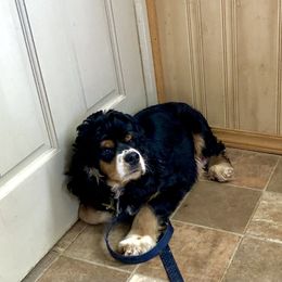 Kota - Cocker Spaniel