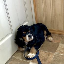 Kota - Cocker Spaniel