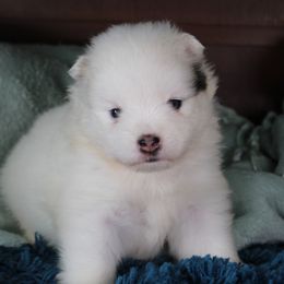 Galloway - Black and white male Pomsky puppy in Albany, Indiana from Hatz Off Puppies