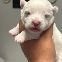 Obi-Wan - White male West Highland White Terrier puppy in New Orleans, Louisiana from Amazing Grace Westies
