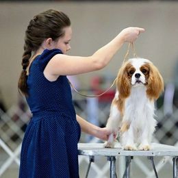 Cavalier King Charles Spaniel Puppies from Gold Country Cavaliers